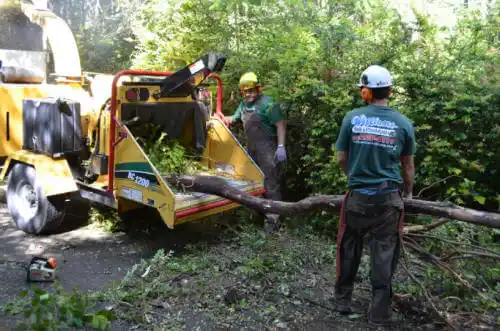 tree services Grove Hill